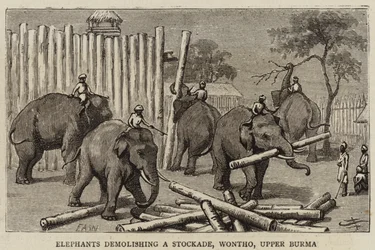 Éléphants démolissant une palissade, Wontho, Haute-Birmanie